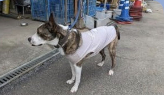 masahiro_okm10's tweet image. 【迷い犬】拡散希望

つくばみらい市役所で保護している迷い犬の情報です🐕
本日、10/24、東栗山にて保護
こげ茶・白、雑種？
紫色の服を着用しています！
お心当たりのある方は市役所生活環境課までご連絡下さい。
#つくばみらい市
#保護犬

city.tsukubamirai.lg.jp/sp/jyumin/gomi…