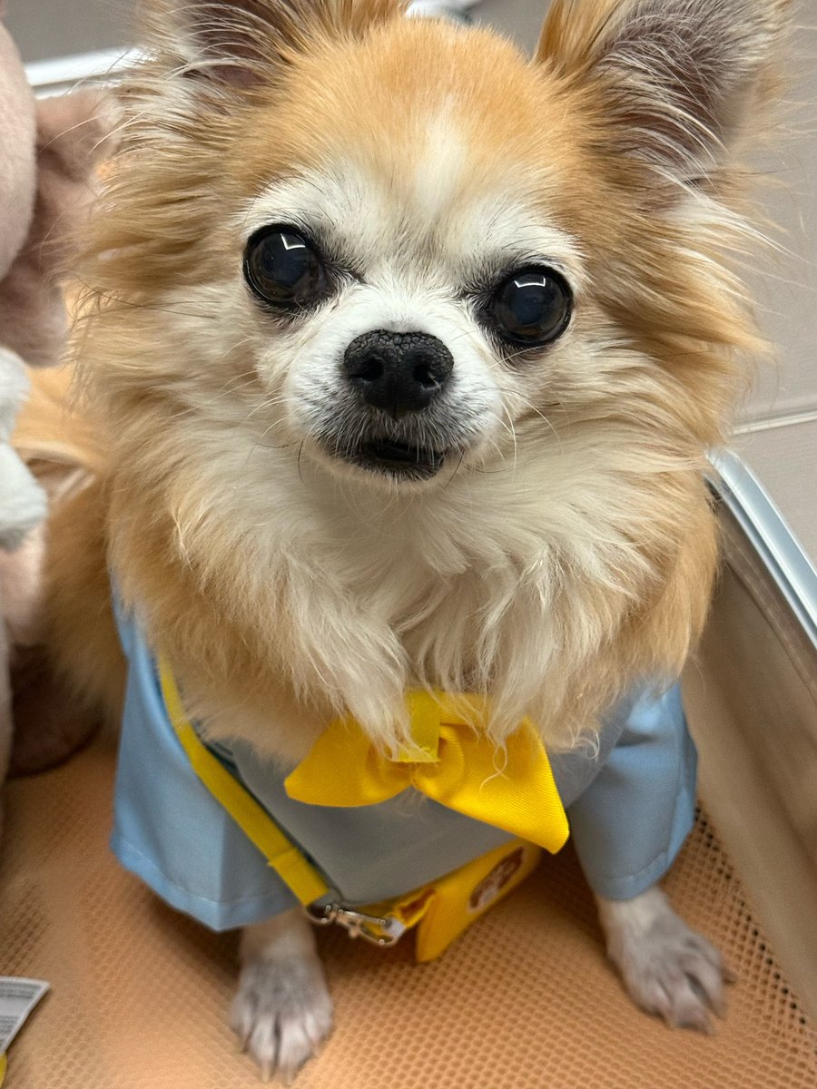 Archsonlock's tweet photo. Naru ya, remember the 1st time we met. A tiny dog looked like a baby lion but the cutest thing ever.
It breaks my heart to know you’ve gone to heaven, leaving Subin behind.
But at least now, you’re free, no more pain just running up there like you always loved to
#chungsubin https://t.co/pQ4zM5wEnu