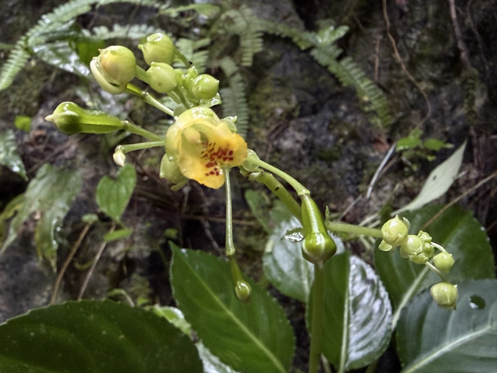 Final leg of my hiking trip… exploring one of the majestic Chiku mountains and stumbled upon populations of #Impatiens chikuensis, a hyper-endemic #balsam known only from the karst mountain in Kelantan, #PeninsularMalaysia 🇲🇾