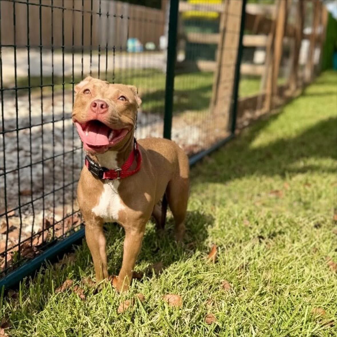 LoneStarChica's tweet image. The moment Lily found out she was adopted 💛
Enjoy your new life, sweet girl!  You deserve this!