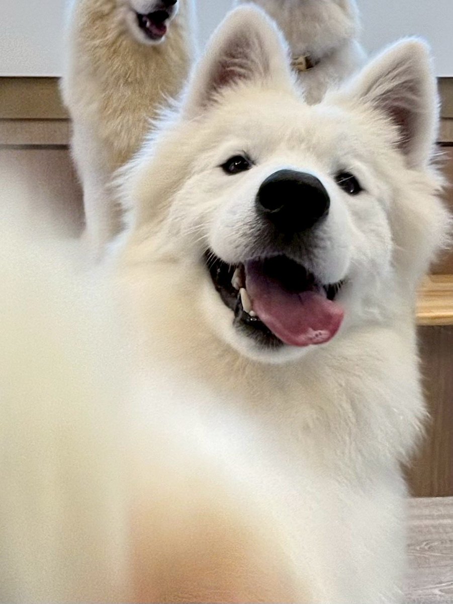 サモエドカフェ moffu 原宿＆竹下通り＆大阪心斎橋店 / Samoyed