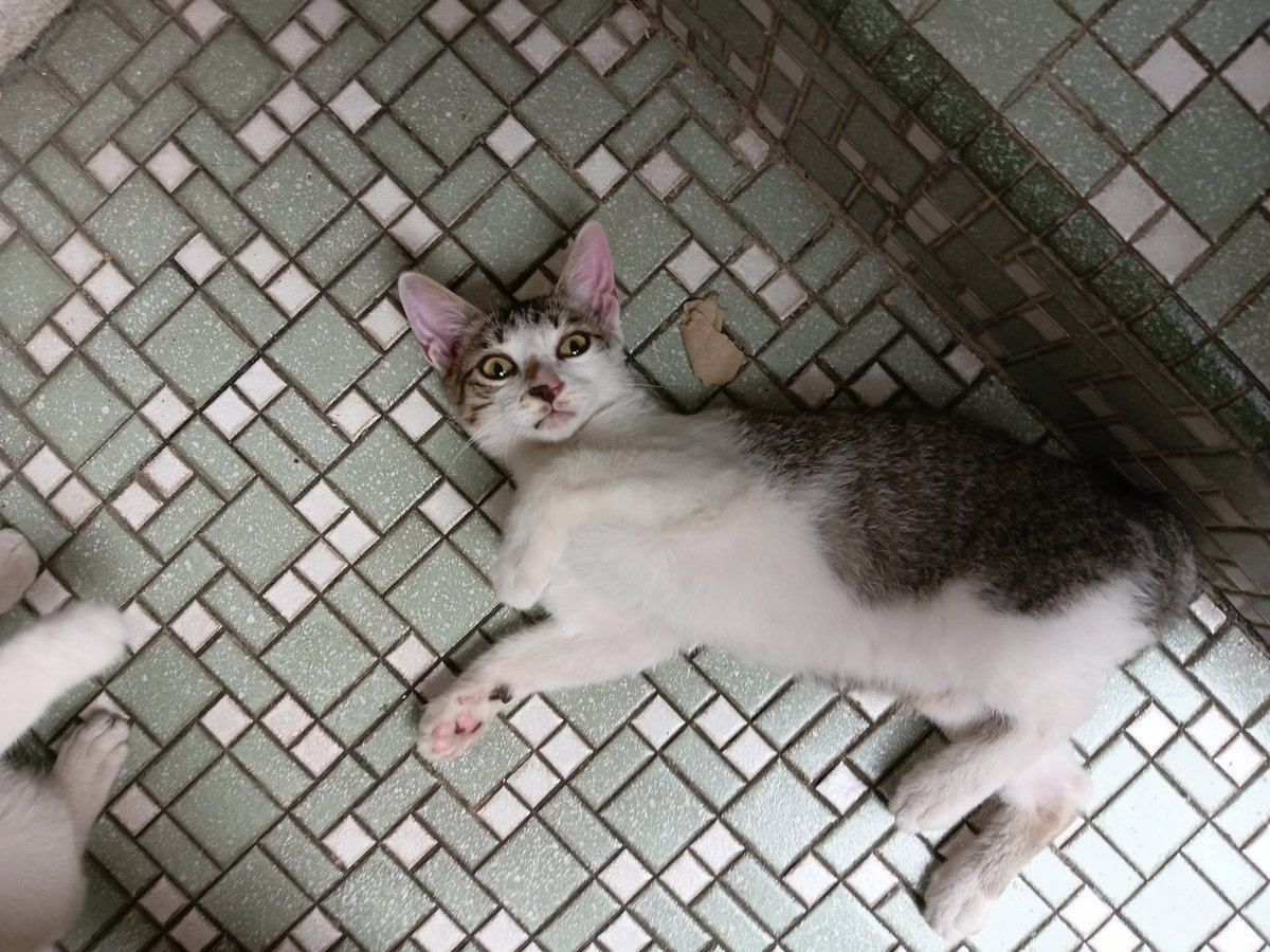 2 cats randomly appeared in the back alley of my house
pure bliss