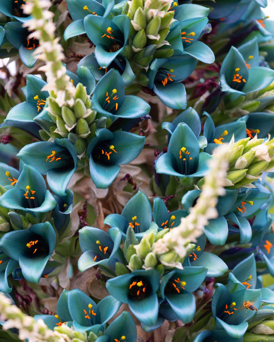 Andean blue blooms at Mount Tomah 

The first hints of turquoise are appearing at the Blue Mountains Botanic Garden Mount Tomah as the Sapphire Towers (Puya alpestris ssp. zeollneri) begin to flower. 

Plan your visit: bit.ly/3QgGwId

Image 1: Matt Hardaker