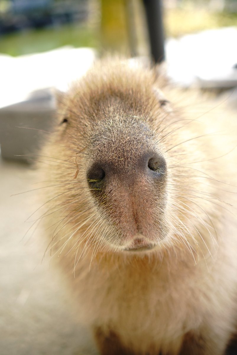 ｺﾈｺﾈｺﾈｺﾈ………

\\  ｹｻﾗﾝﾊﾟｻﾗﾝのいっちょ上がり  //

桔梗