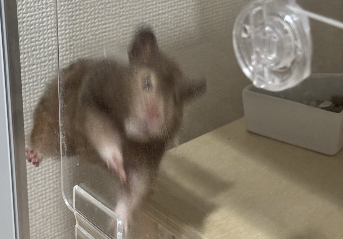 お嬢、絶好調(やめて)