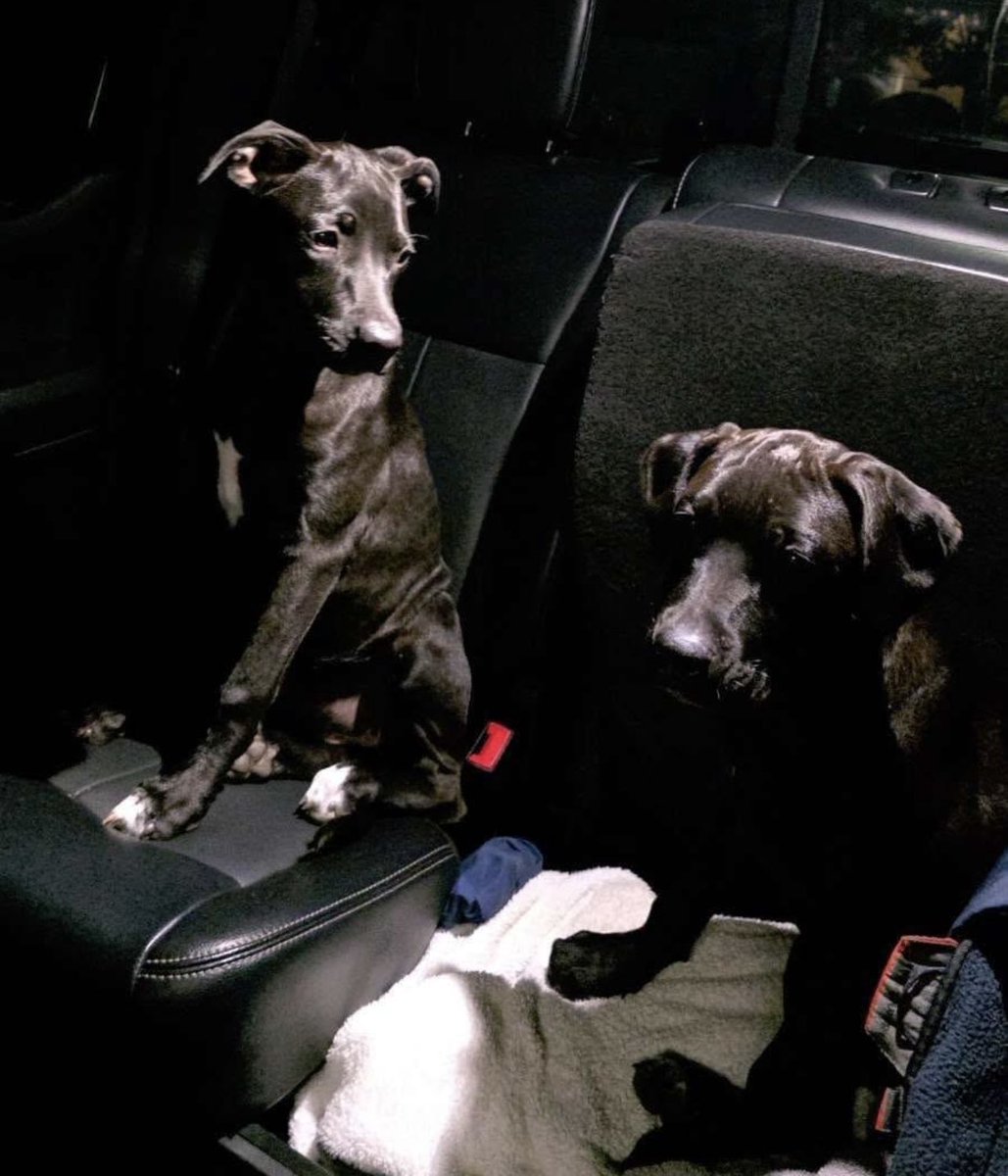 It’s $5 Fri!
We are helping 5 pups this week!
Meadow-pregnant at a kill shelter.
J &amp; K- victims of homelessness.
Zara &amp; Zuri- dumped like trash.
Our vet is swamped, our adoption coordinators are working OT but we just couldn’t say no to any of these faces.
rescuecoop.org/donate