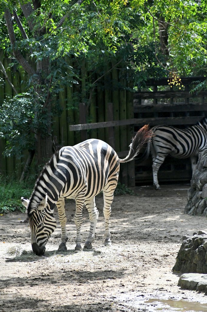r*i様 鹿角　ニホンジカ　16本 r*i様 鹿角 ニホンジカ 16本 r*i様 鹿角 ニホンジカ 16本