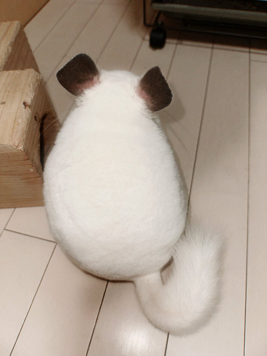 punsuko_2's tweet image. 後頭部かわいい