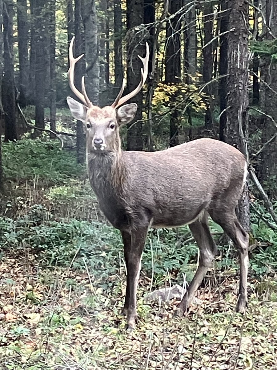 A deer / 鹿 Sika Deer | TheHunter: Call of the Wild Wiki | Fandom