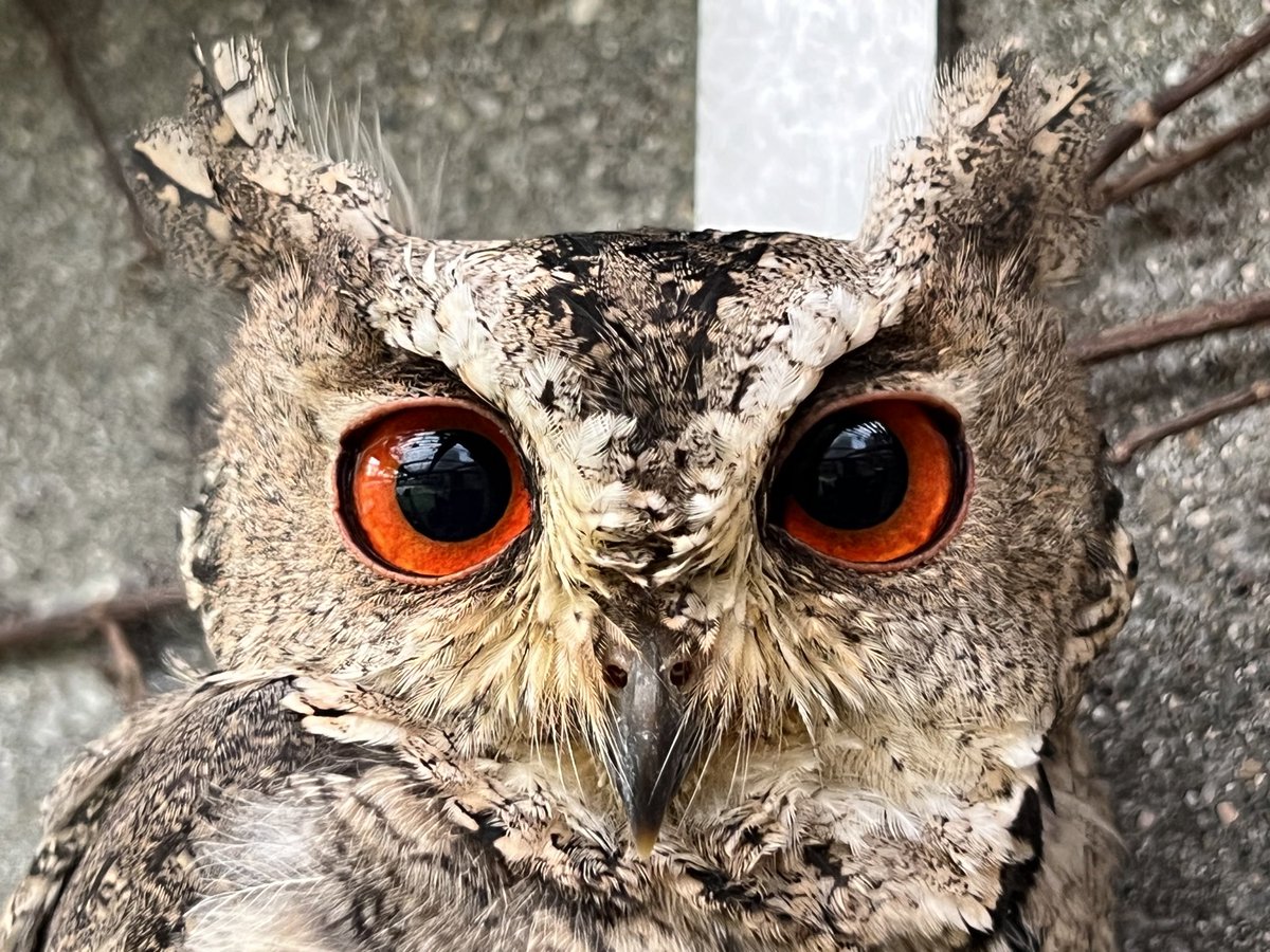 きれいな目。

#徳山動物園　#オオコノハズク　#目　#きらきら　#バックヤード
