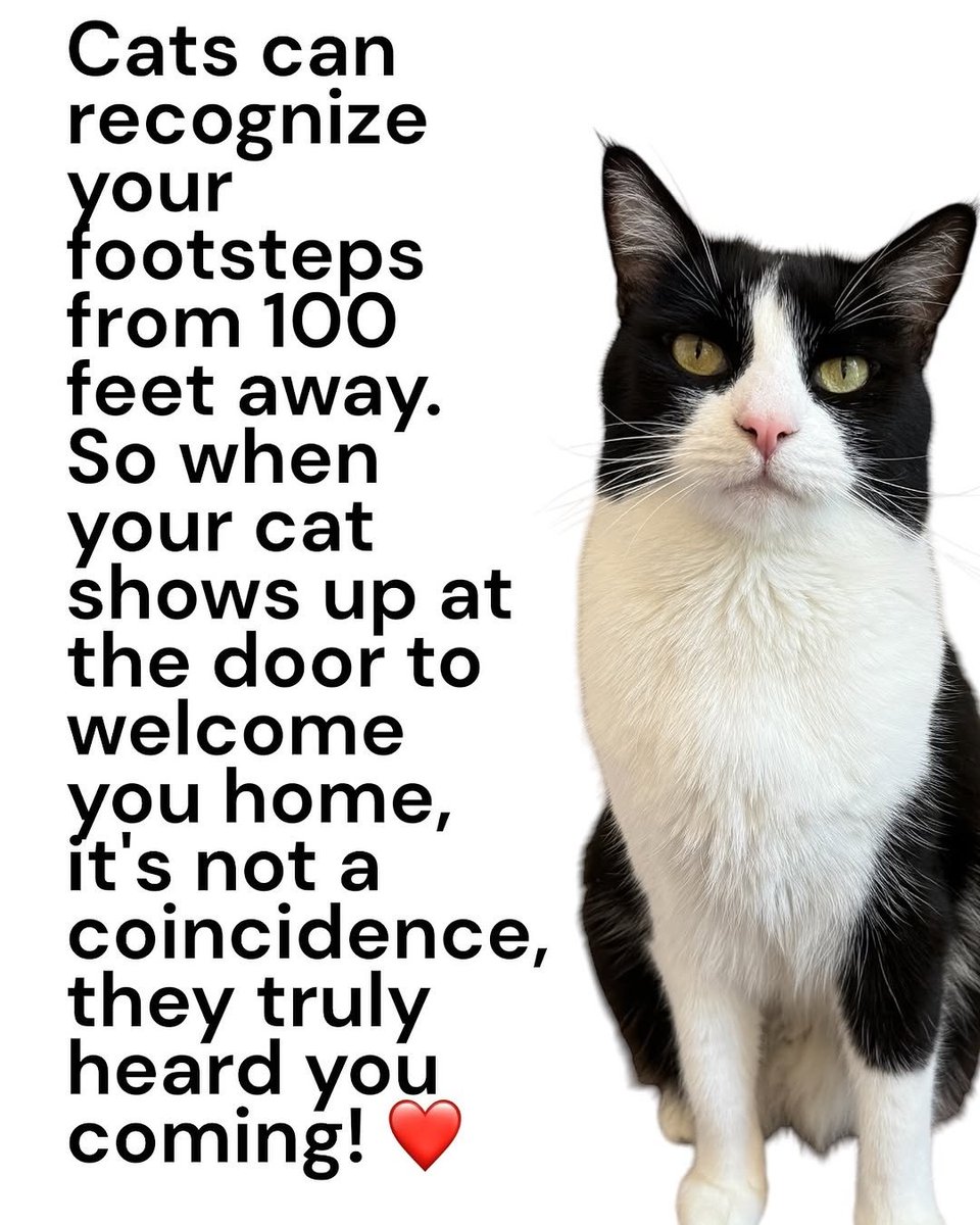 catsareblessing's tweet image. 