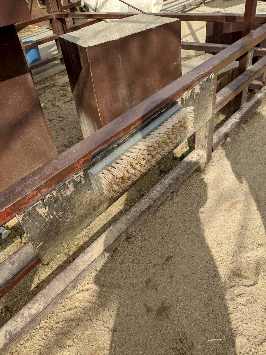 どうぶつたちの眠れない夜に tweet media