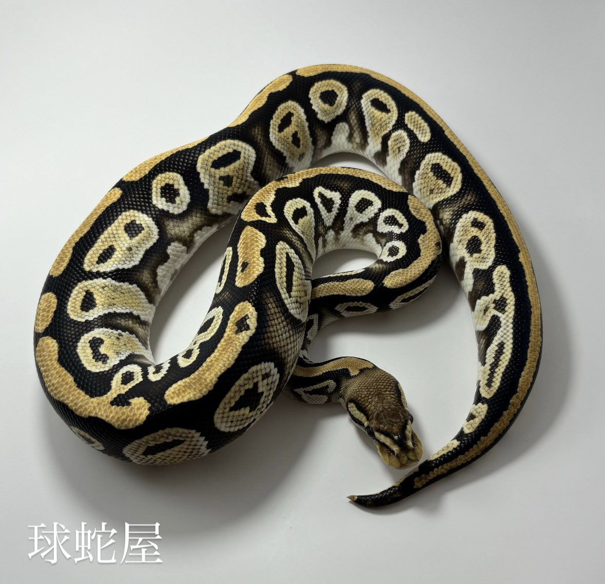 tamahebi_bp's tweet image. 【販売個体】
Cypress het Clown +α ♀
2023CB
¥75,000
現在約750gの女の子です
明色部暗色部のメリハリ凄すぎて見惚れます。
これがただのサイプレスならそれはそれであり
多重のクラウンをかけるより、シンプルな子を掛け合わせるのがオススメです。
#ボールパイソン
#ballpython
#爬虫類
#球蛇屋