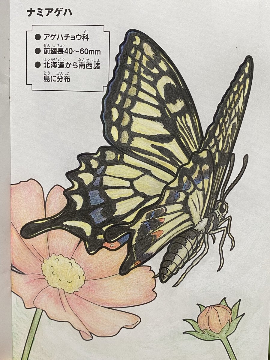 ❀ちゆき様❀ AZONE INTERNATIONAL::えっくす☆きゅーと::商品詳細