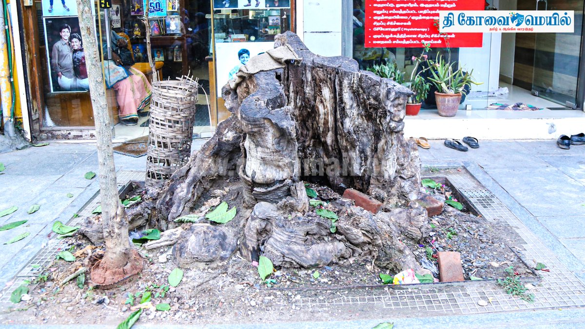 CovaiMail's tweet image. ஆர்.எஸ்.புரம் திவான் பகதூர் சாலையில் உள்ள கல்பனா ஸ்டுடியோவின் முன்புற நடைபாதையில் வெட்டப்பட்ட மரத்தின் வேர் பகுதி அகற்றப்படாமல் உள்ளது. இதனால் பாதசாரிகள் நடந்து செல்லுவதற்கு சிரமமாக உள்ளது.

#TheCovaiMail | #photostory | #treeremoval | #covai | #disturbance