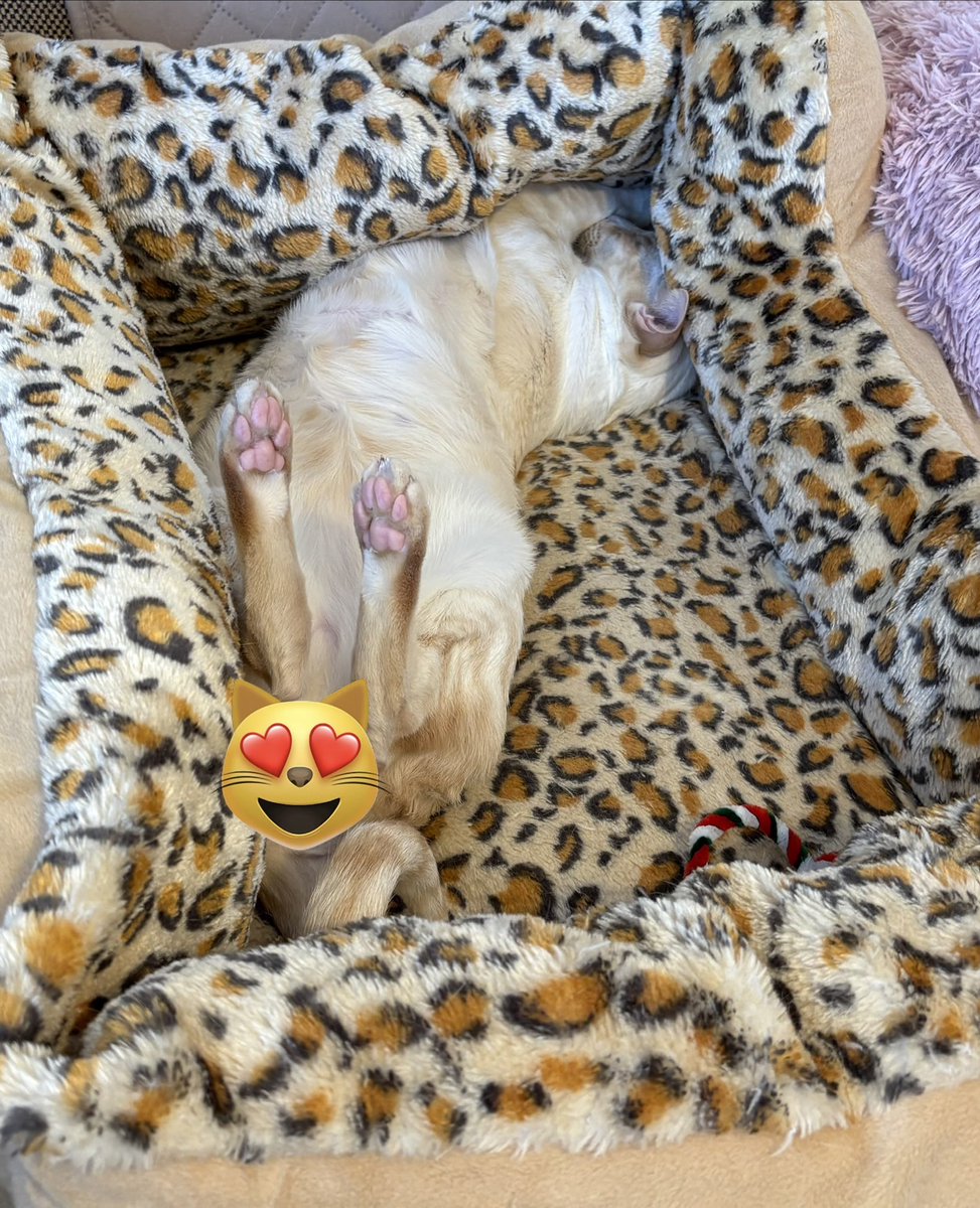 SiameseRescueUK's tweet photo. I might be snoring 😴 What of it? @ItsmeTheBooboo1 @MeesSiameseCat2 @MeezerCats @mrmokeycat @TuppenceMeezer @CornerViewCats #RazzRules #EverVigilant 😹 https://t.co/3TpV8hJyuq