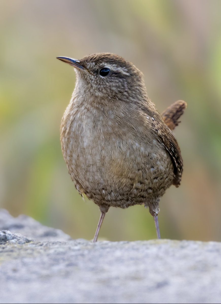 Little wren