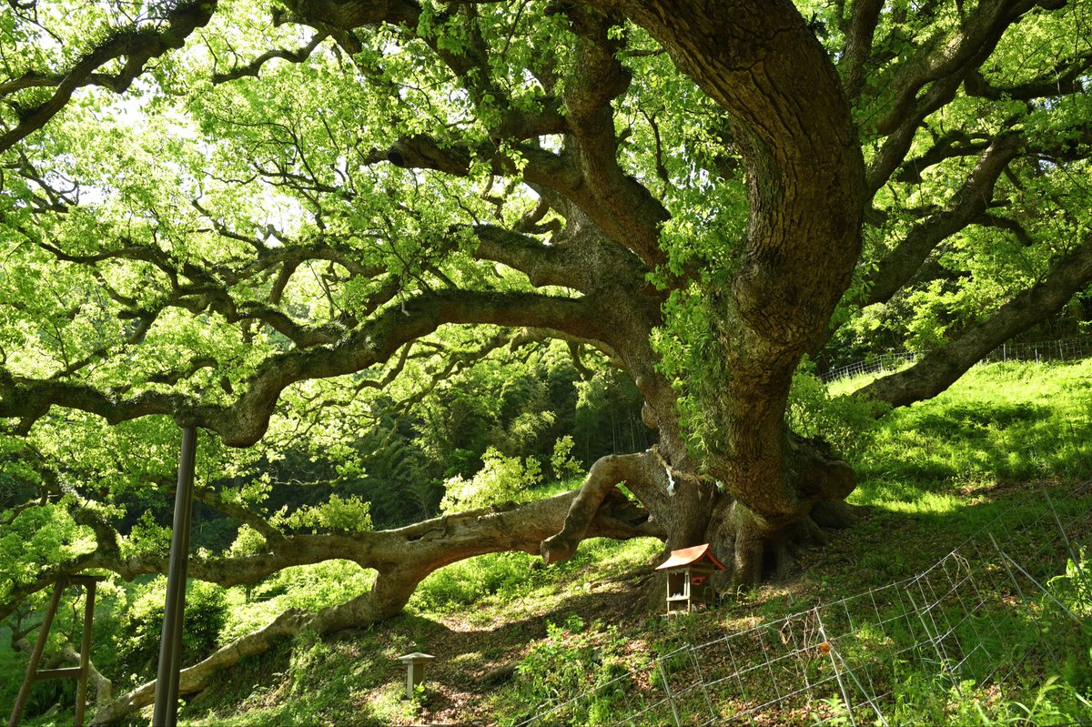 日本の巨木たち (@japan_kyoboku) / Posts / X