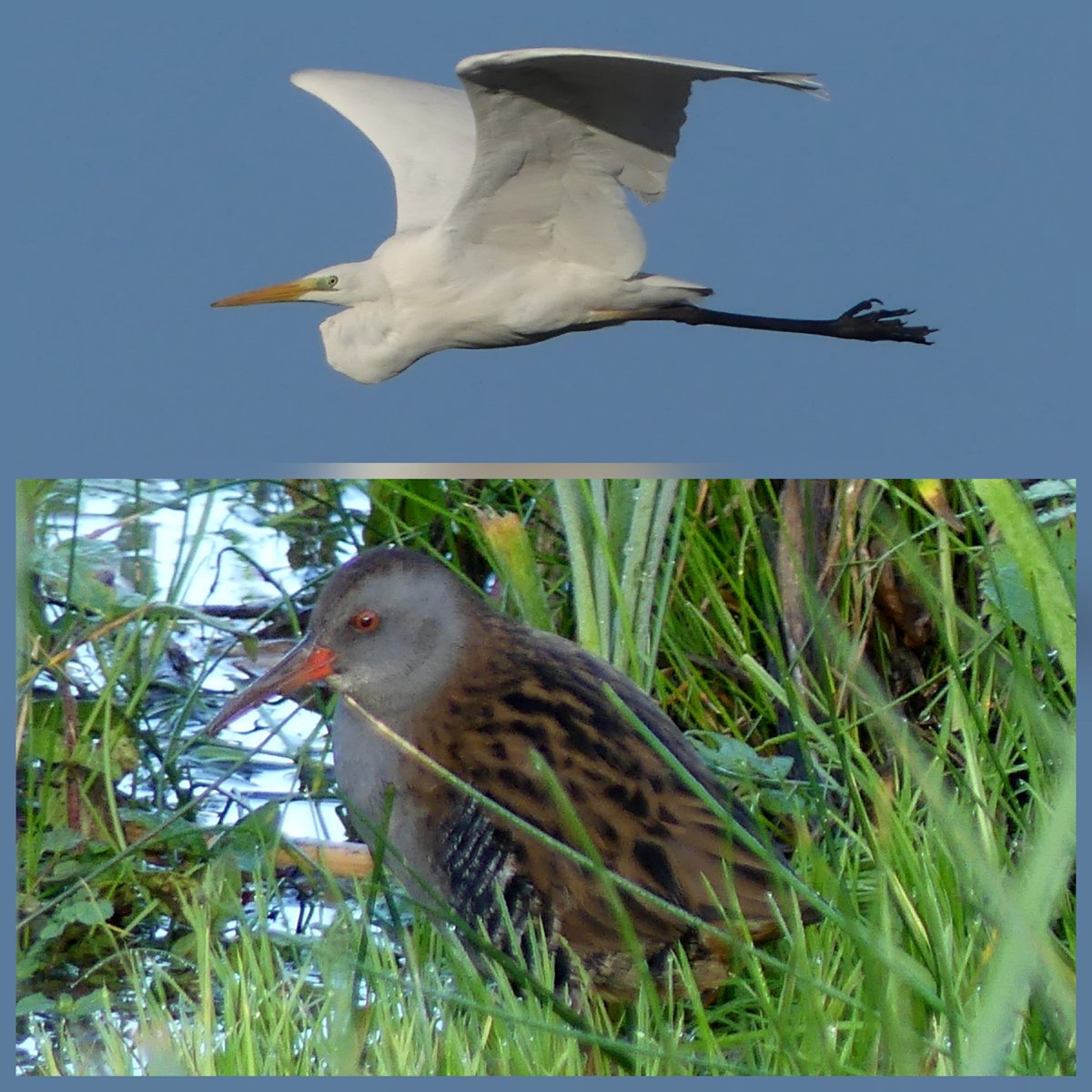 Good mornings birding at #uptonwarren managed 53 species across the reserve, kingfisher, 10 snipe, 5 curlew. G.W egret cracking views of water rail