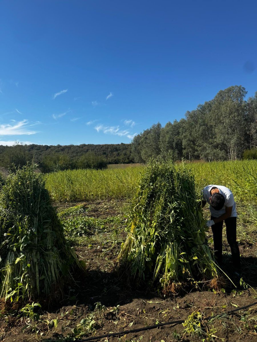 Türkiye’nin yerli susam üretimi, tüketimi karşılayamadığı için 2023’te 215 bin ton susam ithalatı yapıldı.

Aynı yıl 250 doktor ortaklığında kurulan Tabipler Tarım Kooperatifi, satın aldığı arazilere Türkiye'nin ithalatçı olduğu susamları ata tohum olarak ekti.

Ürünlerini