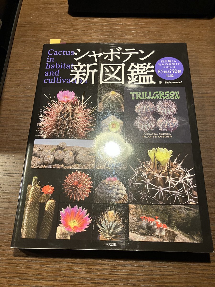 yoph_8's tweet photo. 読書の秋、植欲の秋
コピアポア属にハマる秋🌵
#黒王丸
#レンベッキー
#栗星玉 https://t.co/xFiT8rmK0O