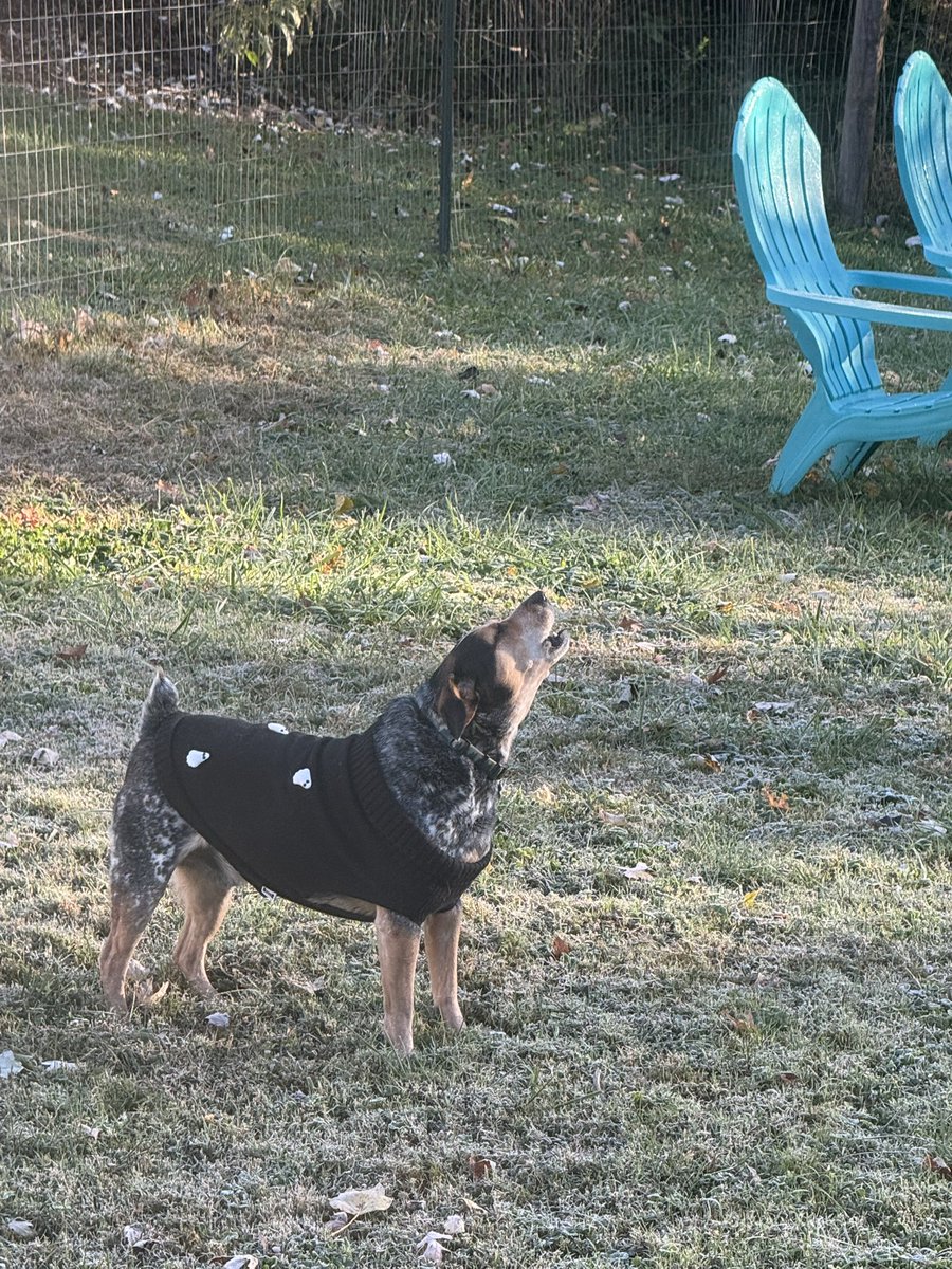 He needed his howl-o-ween sweater 😂 it’s cold