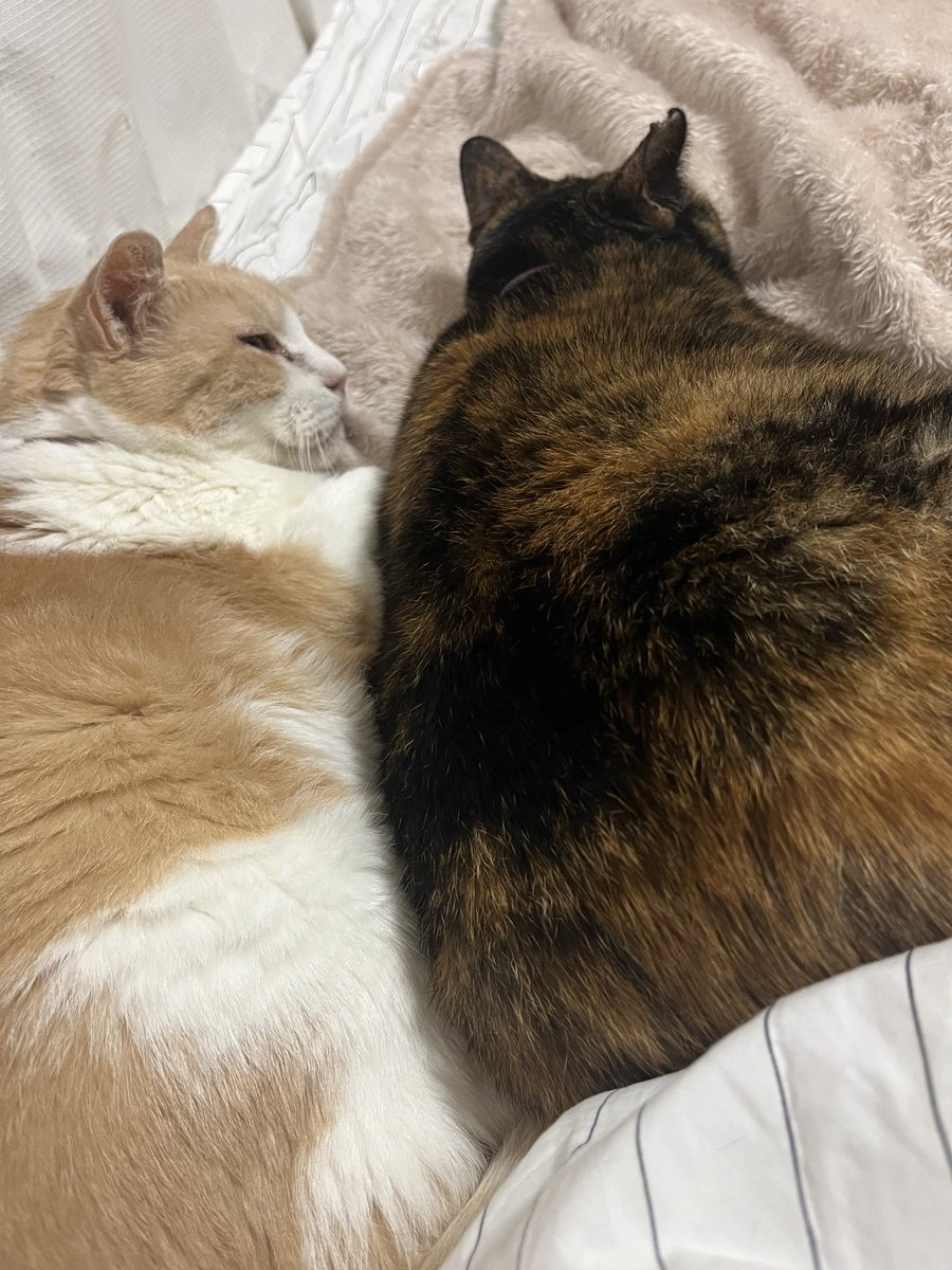 ❤️ Season’Kさま❤️ Amazon | THE IDOLM@STER SideM 10th ANNIVERSARY P@SSION 14 F