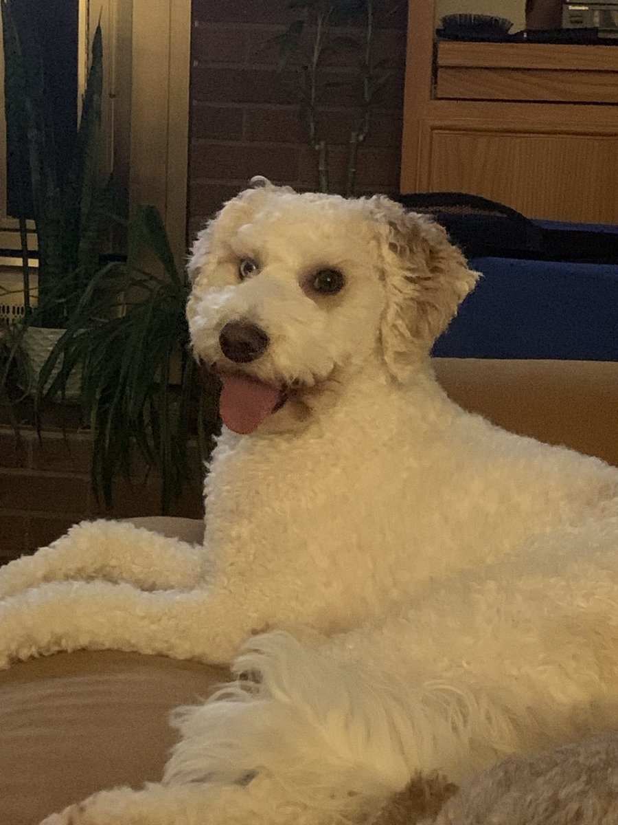 doodledog412's tweet image. Did you know that the Canadian Shield, specifically Acasta Gneiss, contains the oldest found rocks in the world? It is 4 billion years old! 🐶 #FunFactFriday