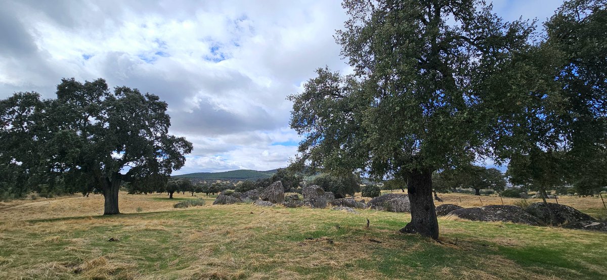 Dehesas empezando a #verdear en el <a href="/PN_Cornalvo/">Parque Natural de Cornalvo</a>
#Extremadura
