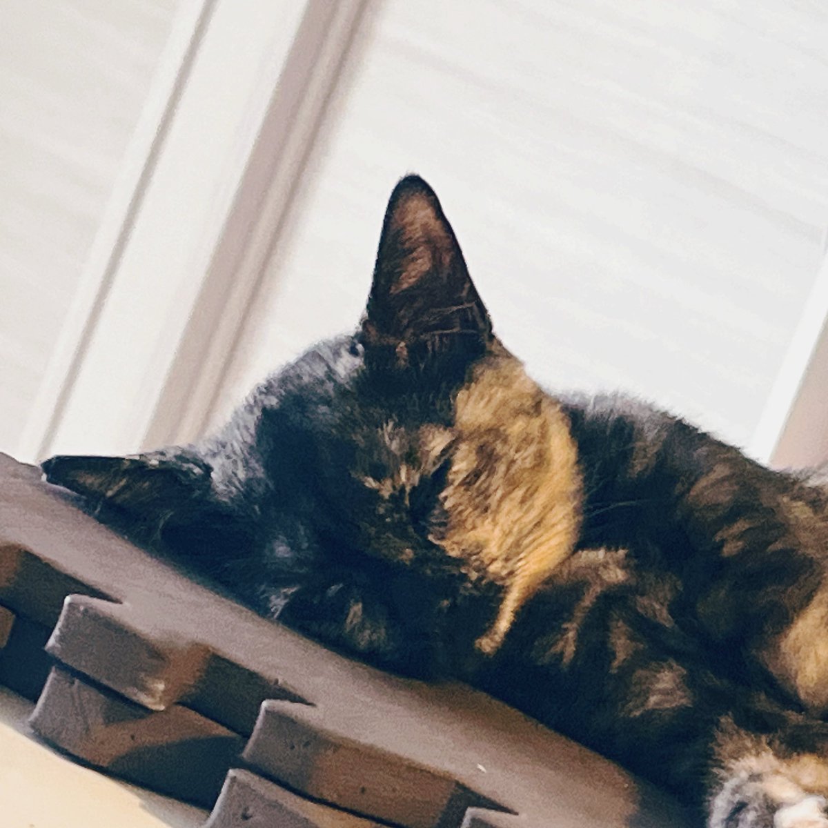 kimurarock's tweet image. 最近は、
まわりで訃報が続き、、

裁判のダメージ
猫の大病
自分の貧血、軽いギックリ腰など

かなしいこと
しんどいこと続きでしたが、、、

だからこそ
温かさや　やさしさを

ありがたく
キャッチできる
自分でいたいなと

改めて🌸