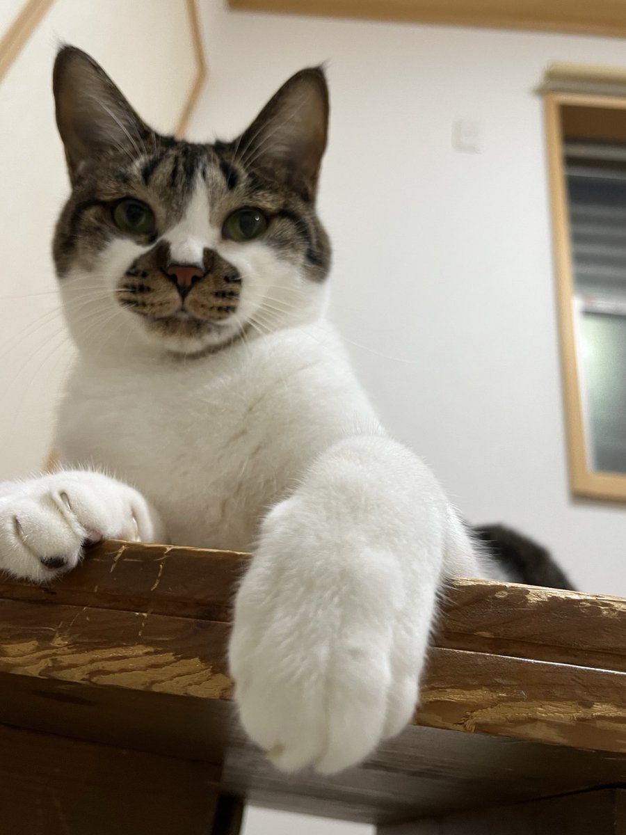 ニコ
#ねこ #猫の顔に猫