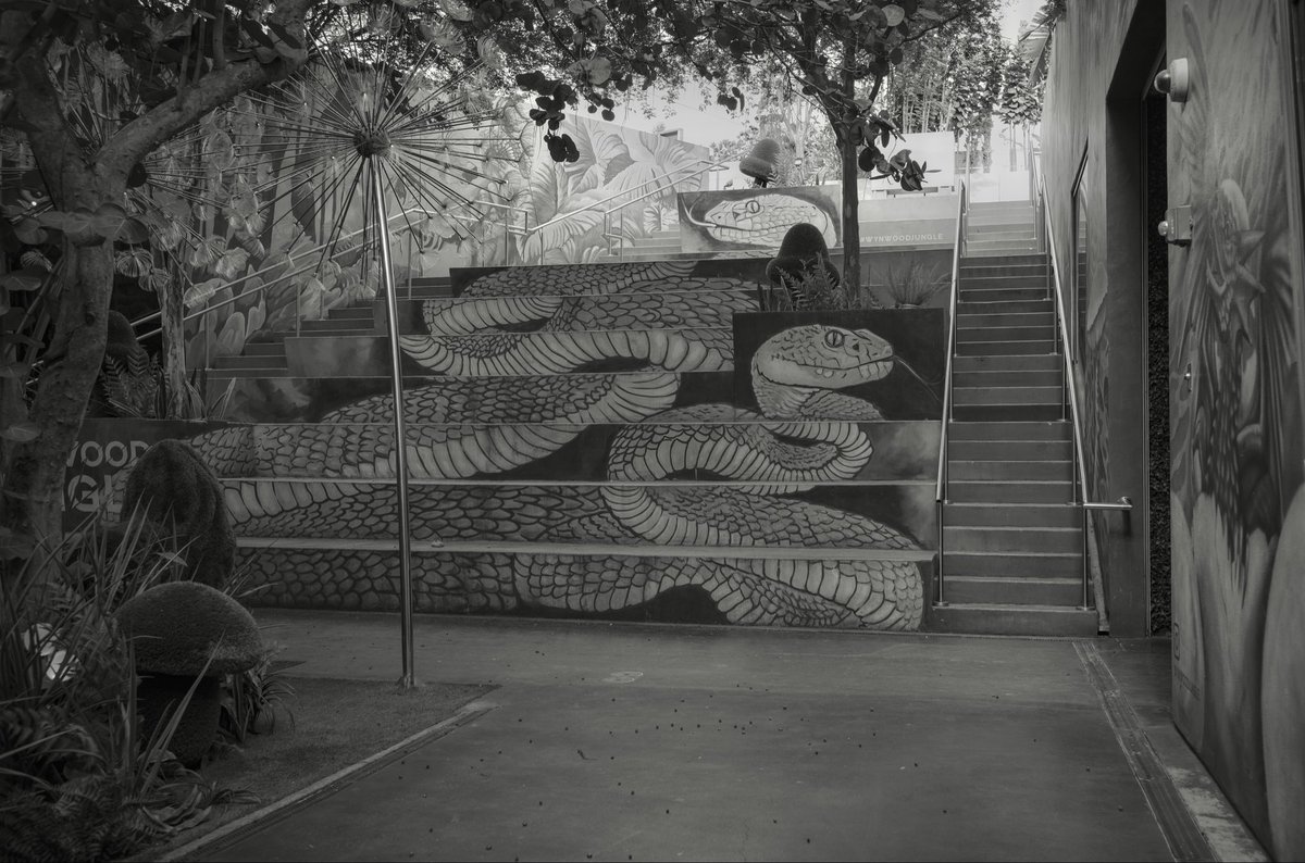 Midbeachmaven's tweet photo. “Snake Eyes.” Photo taken with a Leica M10 Monochrome camera. Museum grade print available at https://t.co/TuaMsP7TcB (Jeff Gale). https://t.co/L3G5rMwnVE