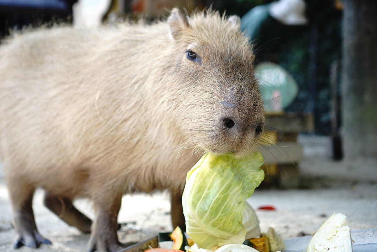 もりもり食べるよ！

まどか