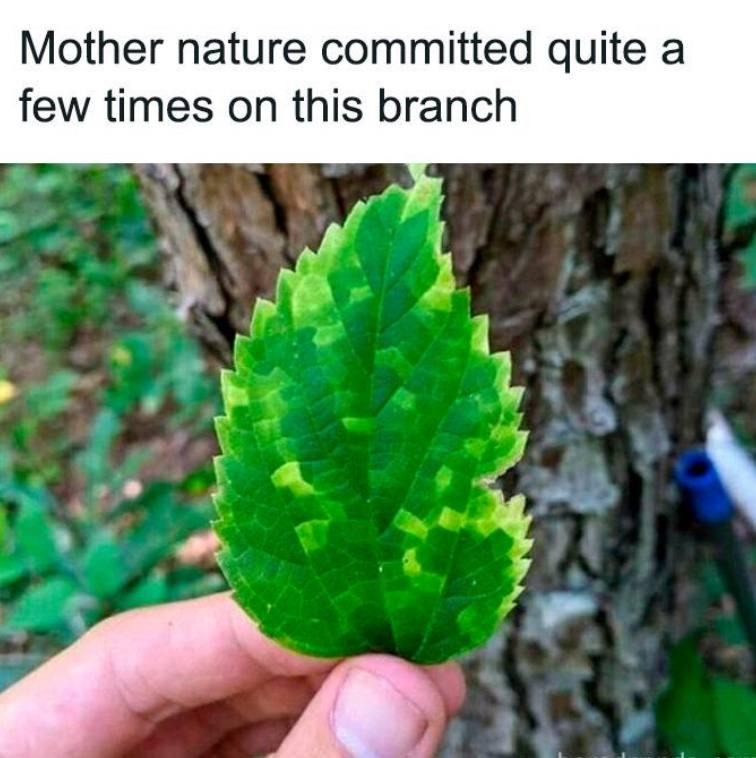 data_cyborg's tweet image. Mother natures version control
 #ProgrammerHumor
 #meme