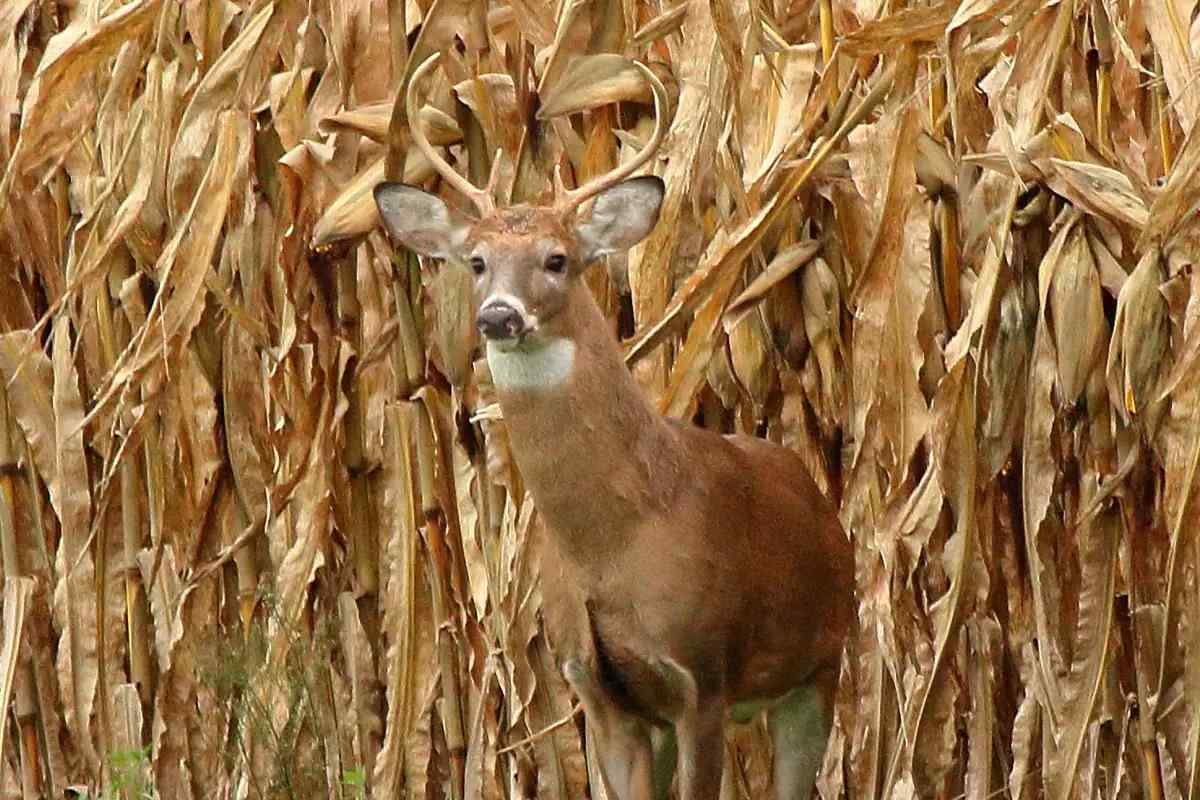 SPORTSMANchnl's tweet photo. Contrary to popular deer-hunting belief, the best time to bowhunt a cornfield might be before it's cut. Learn more via @GameAndFishMag: https://t.co/InUolrHab0
#ITSINOURBLOOD #outdoors #hunting #deer #deerhunting #cornfields https://t.co/PPKgLVedUR
