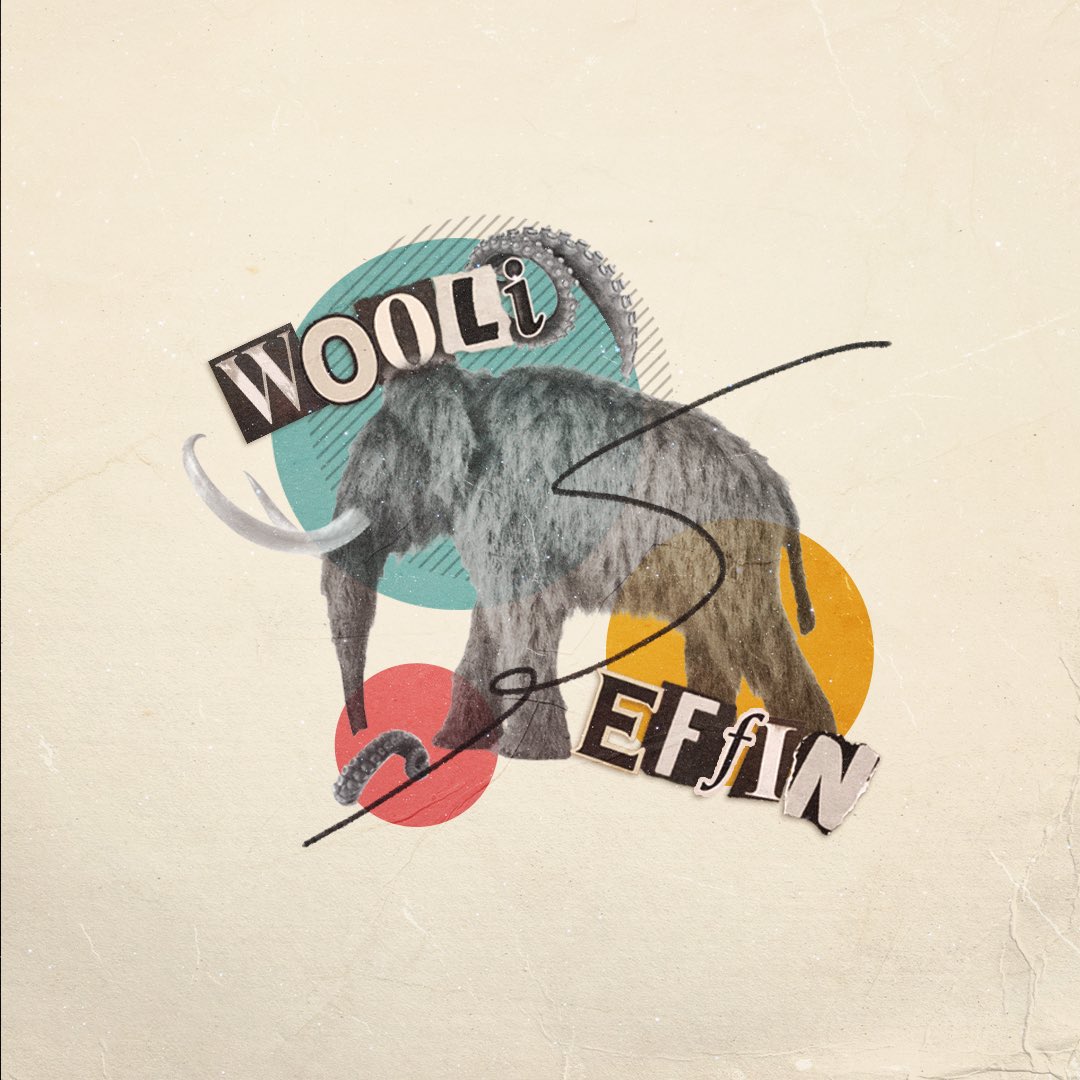 🦣 WOOLI 🦣 tweet media