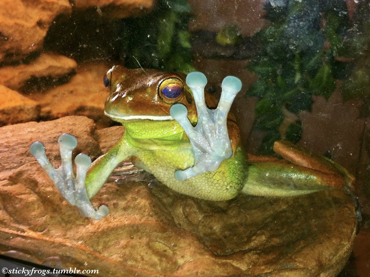 Round Frog has just noticed that someone who is Not Round Frog is having Dinner!