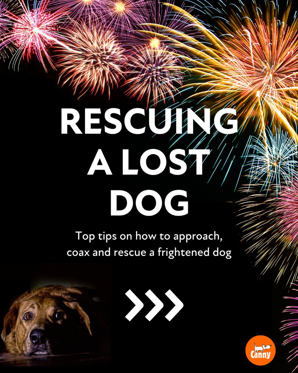 CannyCompany's tweet image. 💥 Bonfire Night: Keep dogs indoors - not on walks.
Fireworks can frighten even the calmest pets, causing them to bolt &amp;amp; get lost.
Here’s why scared dogs sometimes don’t run back 👇
🔗bit.ly/43vP7wl

#BonfireNight #DogSafety #FireworkAnxiety #CannyCompany #LostDog