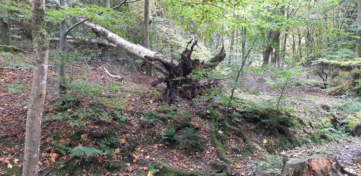 11mwc's tweet image. A tree falls, silence deep, A cradle laid for forest sleep. Its life stretched to skyward flame, Now feeds the roots from where it came. No cry of loss, no mournful sound, Just moss & bloom where death is found. A final breath, a sacred art, To give, to yield, to still take part.