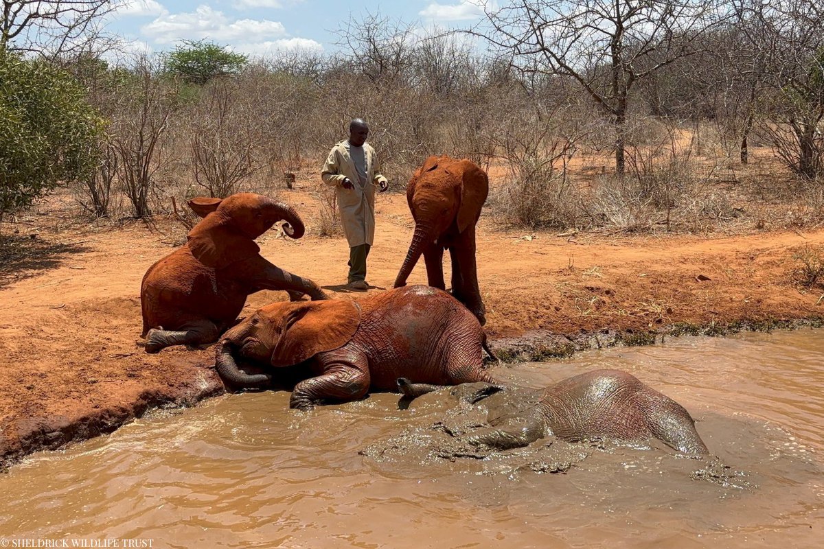 Friday feeling, Kaluku style: good friends, plenty of mud, and absolutely zero Monday morning meetings to worry about.
 
Korbessa, Natibu, Toto, and Mwinzi have mastered the art of the weekend wind-down. Whether it's claiming the best mud wallows, sneaking extra lucerne at