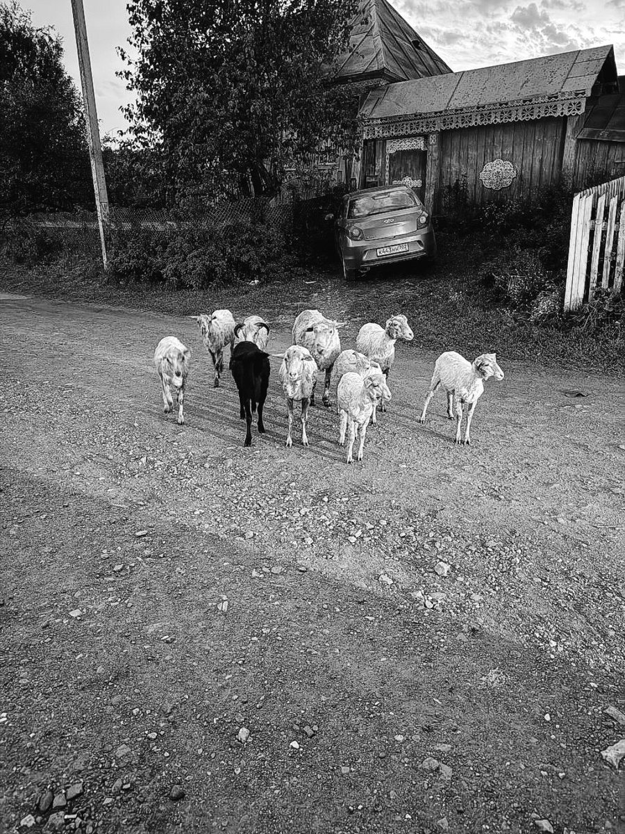 если вы задавались вопросом на кого я променяла аудиторию в соцсетях во время цифрового детокса... вот на этих ребят.