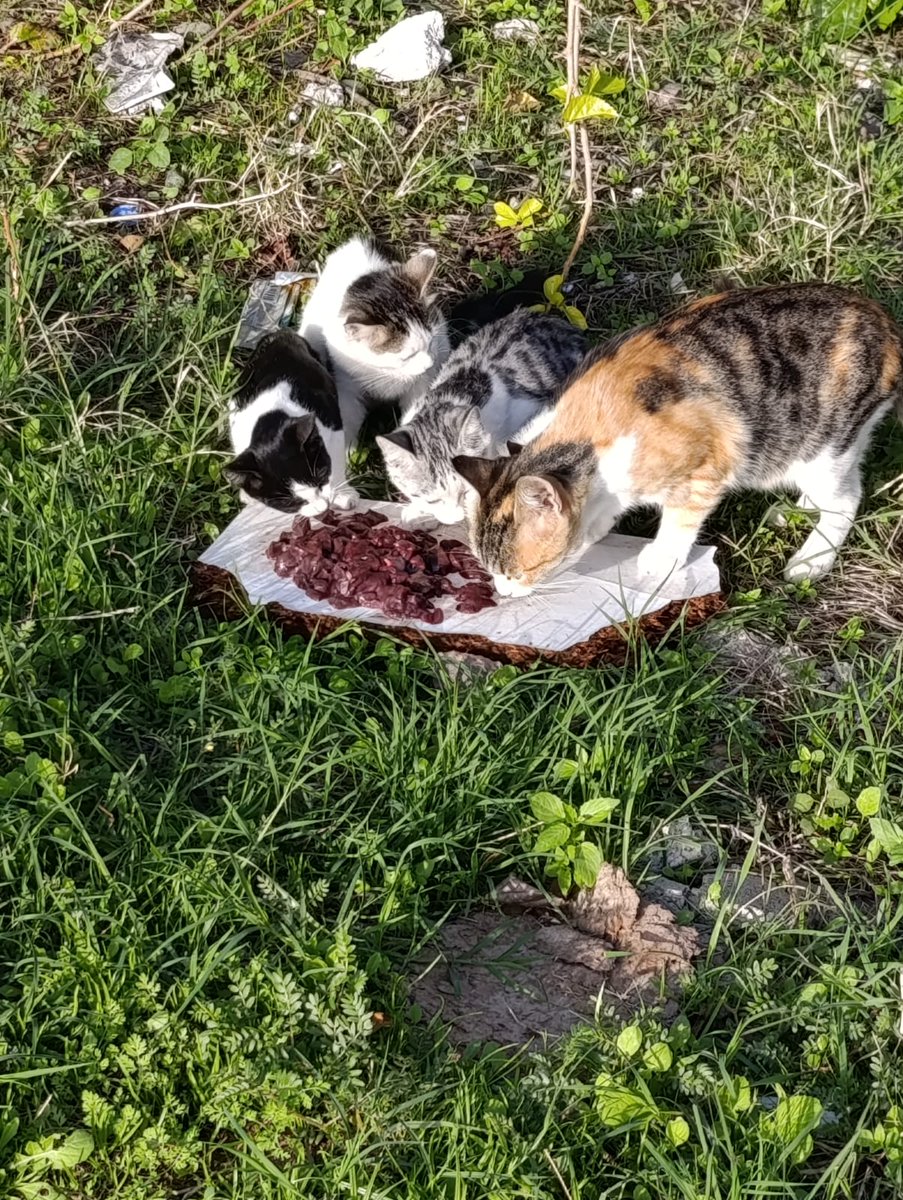 SSDRESCU's tweet image. I hope the world looks with mercy on these poor people Homeless people please a small pledge can happen at big Winter is coming, hunger and pain Please help us You die here in Syria 💔🙏🙏🙏🆘🆘🆘🙏🙏🙏