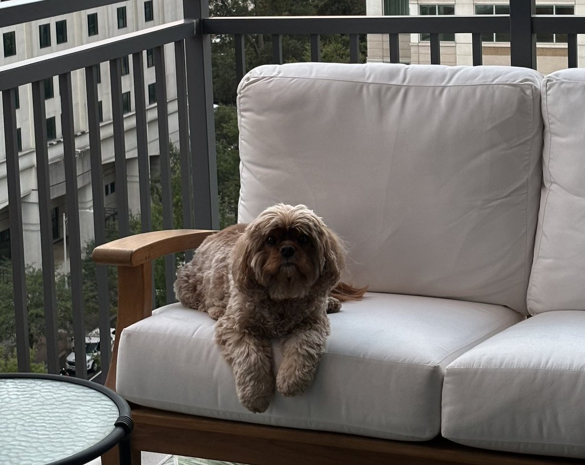 Patrick loves being outside in the crisp fall air. Happy weekend!

#PatrickFriday #Dogs #DogsLife #DogMom #DogsAreFamily #dogsofX