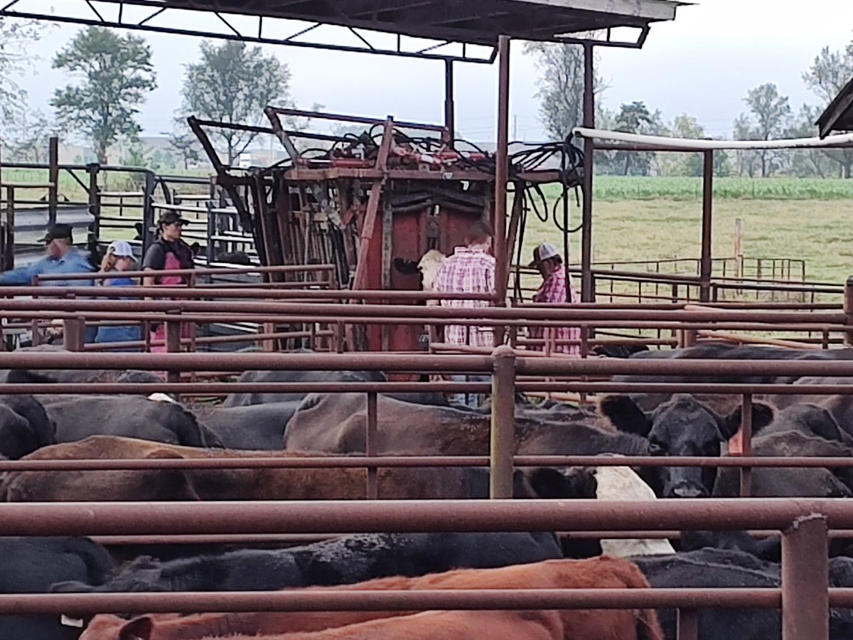 AnglinBeef's tweet photo. Spotted Cow Review: Fall Fun Down on the Farm: https://t.co/ZJ9oWTTCkU  #ARfarm
#familyFun https://t.co/3BVhp9NyFn