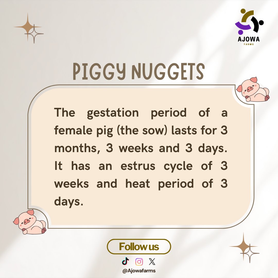 ajowafarms's tweet photo. Did you know?  
#AjowaFarms #piggynuggets #PigFarms #Piggery #NigerianAgriculture #Livestock #FarmLife #SmallBusinessOwner #Welcome #pigfacts https://t.co/KhPchtBELW