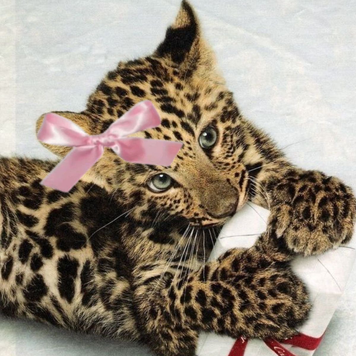 leopardprintbrina i love you