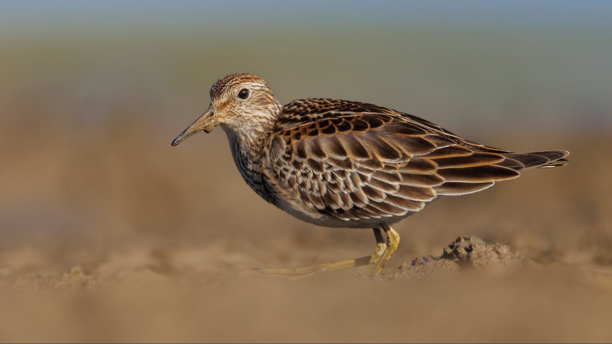 It is not every day a Pectoral Sandpiper wanders within a couple of meters from where I was laying.