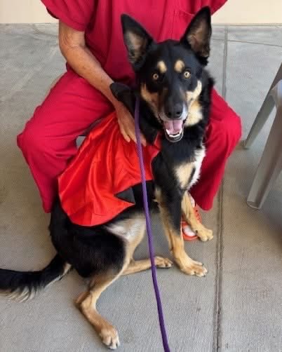 SLOSheriff's tweet image. 🐾 Meet Spike, a 3-year-old Australian Kelpie &amp;amp; German Shepherd mix who brought joy to the County Jail this week.

Through our partnership with San Luis Obispo County Division of Animal Services, pets like Spike get to meet new friends while giving those in our custody moments of…
