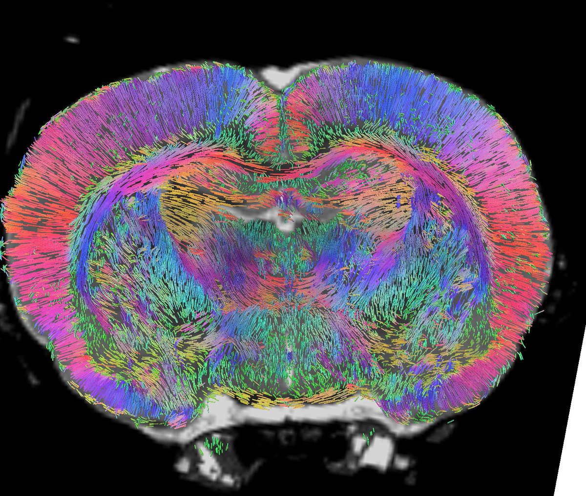 FangChengYeh's tweet photo. I often dig through public dMRI data - correct/process/share them.
Most sadly unusable. But once in a while, I stumble upon a hidden gem.
Here's one:
IMHO, the highest-quality public rat dMRI datasets of 10 scans.
Shared at #FiberDataHub: data-others/animal/utrecht-rat https://t.co/gCV0nCVCsC