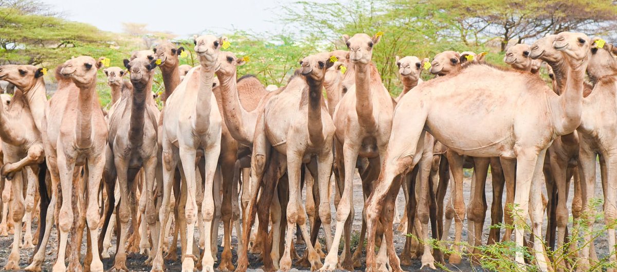 harsama_kello's tweet image. In the vast,arid lands of Marsabit County,camels remain the heartbeat of survival ; Providing food,income &amp;amp; transport,while standing as a symbol of strength &amp;amp; resilience .For these families,a camel is not just livestock ,it is a wealth, pride,&amp;amp; the promise of tomorrow.